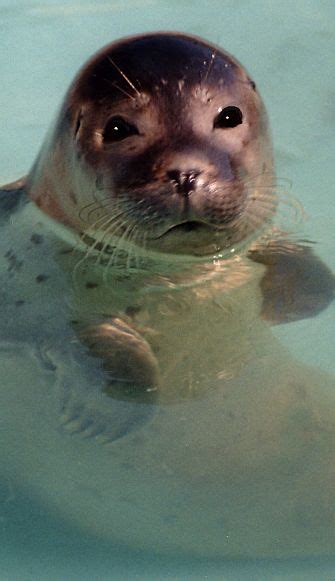 Seal Facts - Animal Facts Encyclopedia