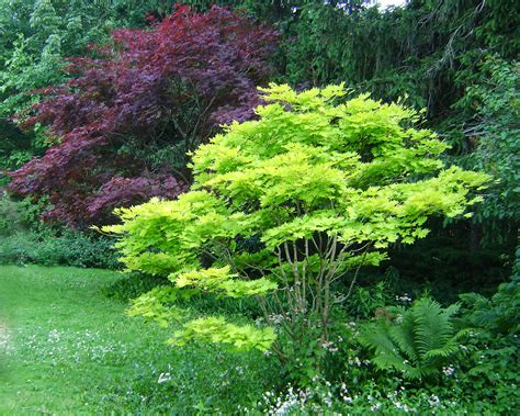 Japanese maple, Japanese maple garden, Small trees for garden