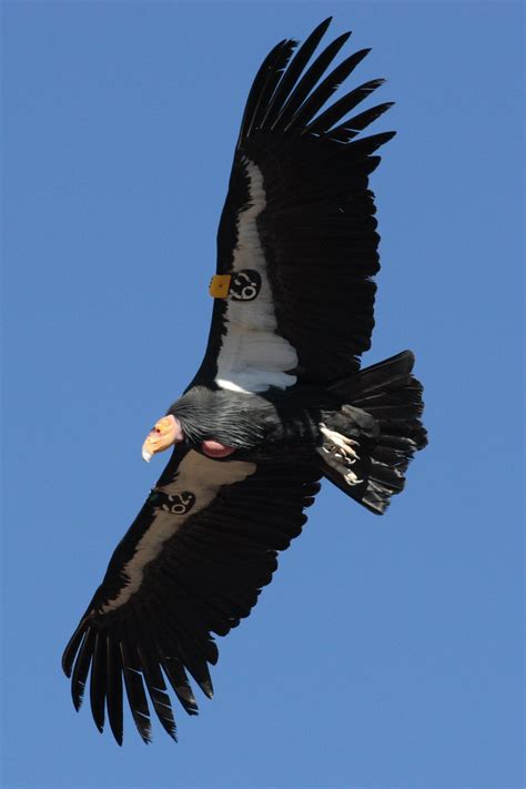 The California Condor's 3.0 m (9.8 ft) wingspan is the widest of any ...