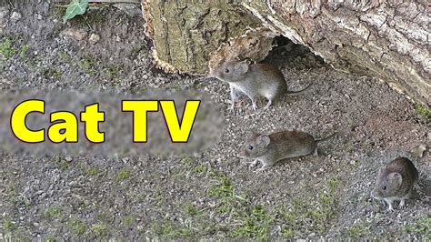 Cat TV ~ Mice Squeaking Videos for Cats 🐭 Video Produced by Paul Dinning - YouTube