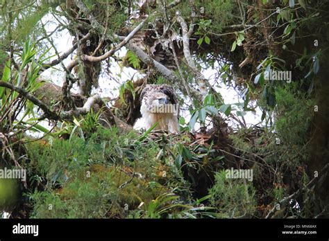 Great Philippine eagle (Pithecophaga jefferyi) nesting in Mindanao, Philippines Stock Photo - Alamy