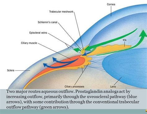 GLAUCOMA SPECIALIST BLOG: "THE GLOG": PROSTAGLANDIN ANALOGS: MECHANISM OF ACTION