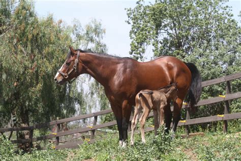 Foaling | Heart Bar Farms