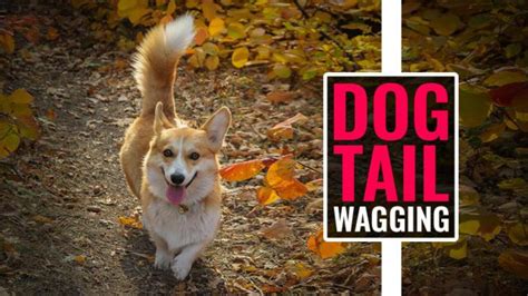 Dog Tail Wagging - What Science Says? - Petmoo