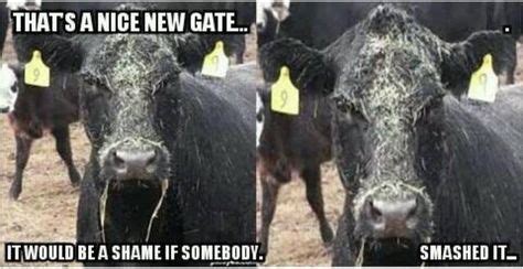 20 OF THE INTERNET’S BEST LIVESTOCK MEMES | Cows funny, Farm humor, Funny animal jokes