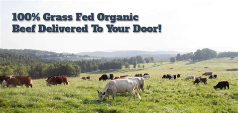 Where To Buy 100% Grass Fed Organic Beef (better than locally sourced meat farms ...