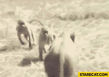 Monkeys running away | StareCat.com