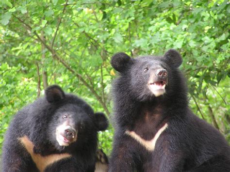 Taiwan national animal: Black Bear - lazyorangelife