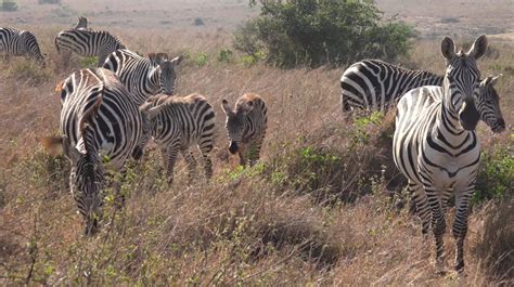 The animals of Nairobi National Park – The Kid Should See This