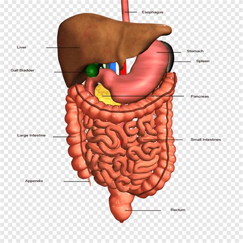 Gastrointestinal tract Human digestive system Organ Digestion Human ...