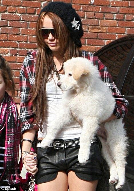 Boom in celebrity pooch breeds like the maltipoo | Daily Mail Online