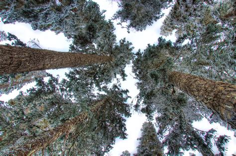 Black Leafless Tree · Free Stock Photo