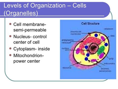 Cells & Levels of Organization