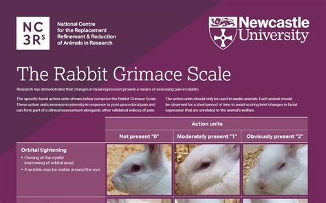 Grimace scale: Rabbit | NC3Rs