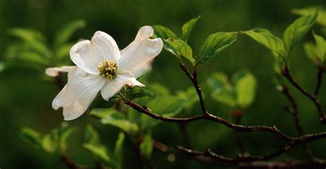 dogwood-bloom - North Carolina Pictures - North Carolina - HISTORY.com