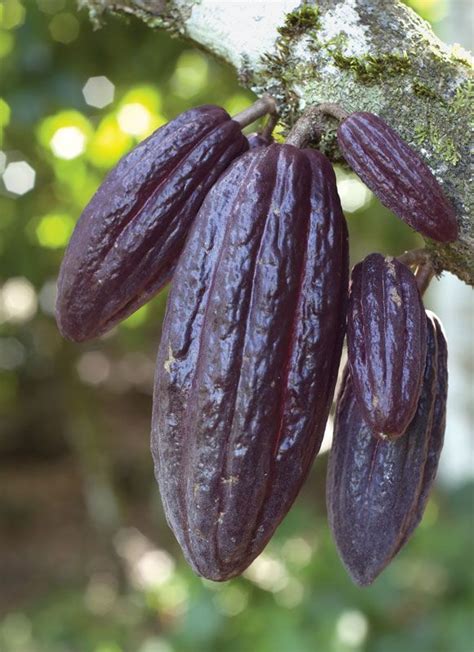 Cacao | Description, Cultivation, Pests, & Diseases | Britannica