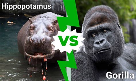 Hippo vs. Gorilla: Which Animal Would Win in a Fight? - A-Z Animals