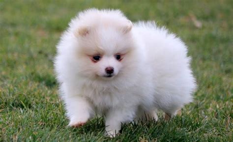 23+ Pomeranian Dog Price In Lucknow - l2sanpiero