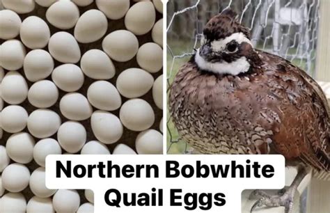 45+ NORTHERN BOBWHITE Quail fertile hatching eggs, NPIP cert, FREE ...