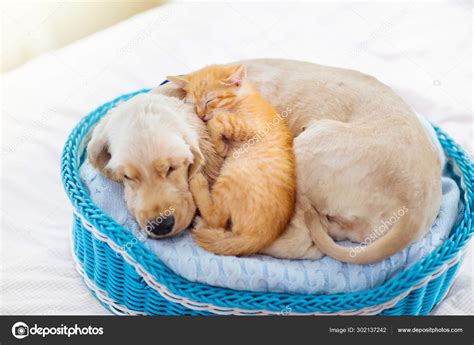 Why Do Puppies Sleep Together