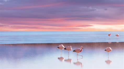 微软聚焦壁纸 | Windows focused wallpaper | Fundo hd wallpaper, Papel de parede paisagens, Flamingo ...