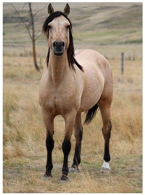 Stunning buckskin! | Fotos de caballos hermosos, Amor caballo, Caballos y perros