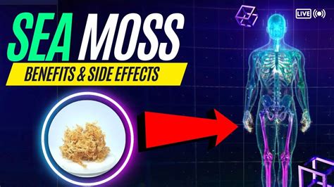 Sea Moss Benefits and Side Effects - YouTube