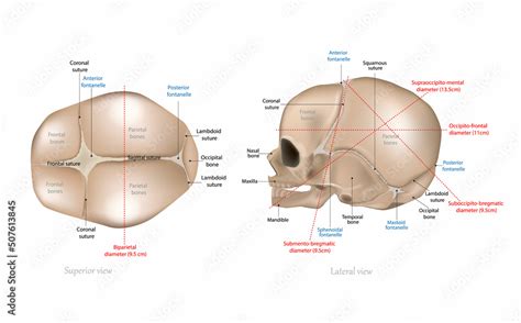 Fetal Skull Dimensions. Superior view and Lateral view of the fetal skull showing the sutures ...