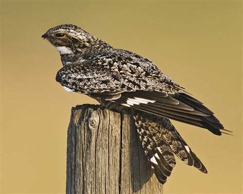 Common Nighthawk | Bird, Rare birds, Nighthawks