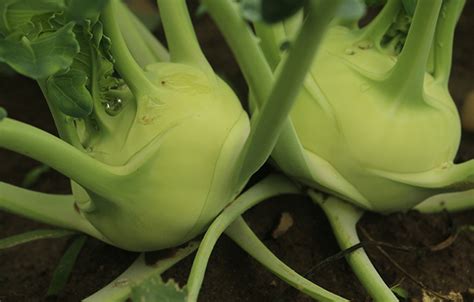 Kohlrabi Basics | Main Street Farms