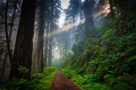 Path through Redwood Forest - Public Policy Institute of California