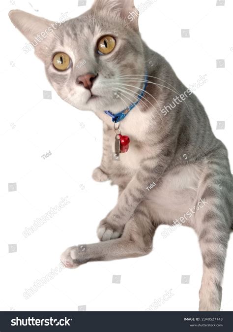 Fat Cat Sitting Weird Pose Stock Photo 2340527743 | Shutterstock