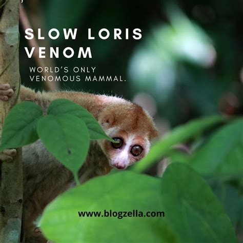 Slow loris venom – World’s only venomous mammal. | Slow loris, Mammals ...