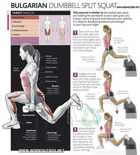 What Muscles Do Split Squats Work - Rectangle Circle