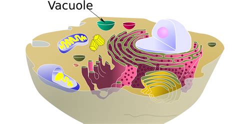 Vacuole Definition and Function | Learn Biology