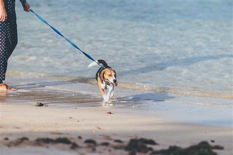 What You Need To Know About Your Dog's Leash Length | PawTracks