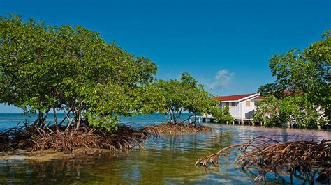 Belize - Mangroves | Belize islands, Belize, Countries in central america