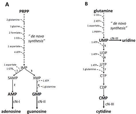 Diagram Of The Metabolic Pathways For The De Novo | My XXX Hot Girl