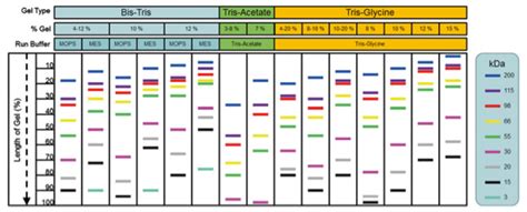 Western Blot-Preparation Protocol - Creative Diagnostics (2023)