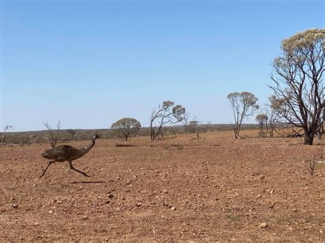 Bush chook trying to speed up so he can fun across in front of the cruiser. : r/straya