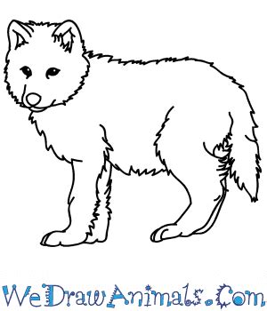 Cute Wolf Pups Drawings