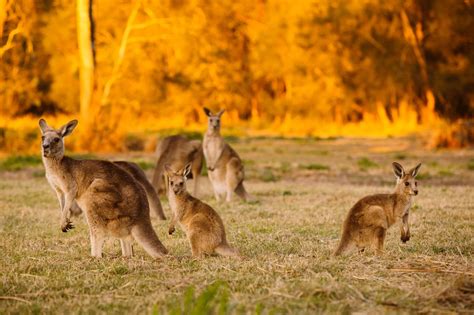 Kangaroos in Australia | Australia | She is Wanderlust Blog