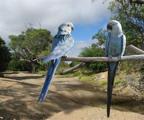 Spix’s Macaw Habitat Purchase and Restoration Project – Parrots International