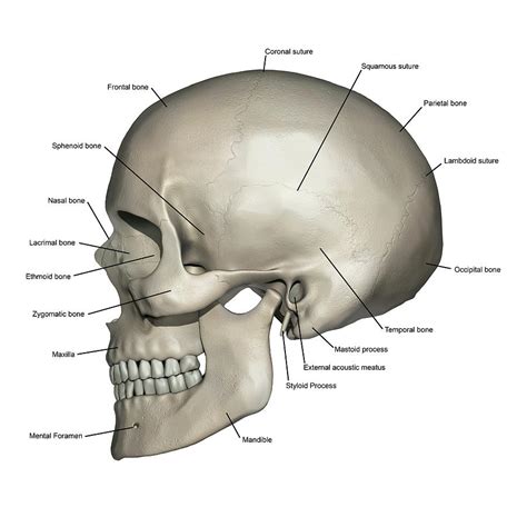 Lateral View Of Human Skull Anatomy Photograph by Alayna Guza - Fine ...