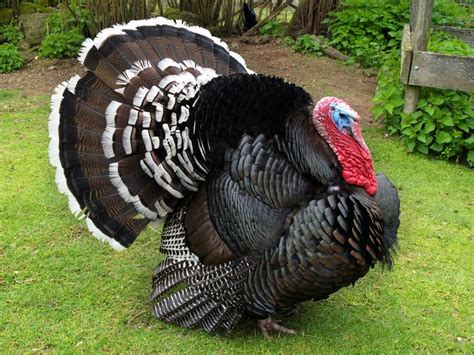 Bronze Turkey Tom | Animali, Uccellini, Uccelli