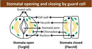 Guard Cells in Plants - Definition, Structure, Adaptations & Functions ...