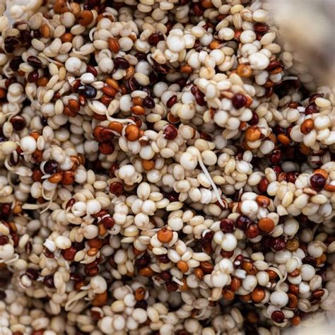 Sprouted Quinoa And Beet Salad - A Red Spatula