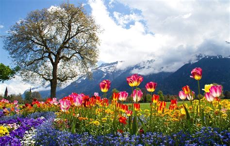 Switzerland Spring Wallpapers - Top Free Switzerland Spring Backgrounds - WallpaperAccess