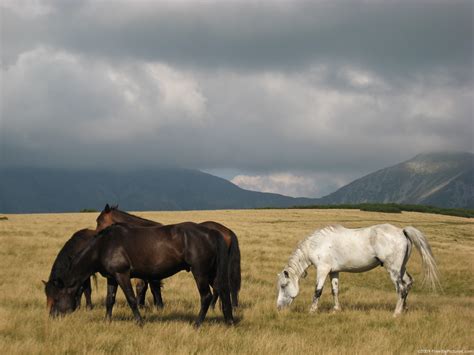 Horses Grazing – FREEBigPictures.com