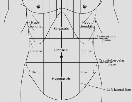 The Nine Abdominal Regions | Upper, Middle & Lower Abdomen - Lesson | Study.com